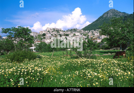 Le pâturage des vaches dans le champ en face de la ville, Turquia, Turquie Banque D'Images