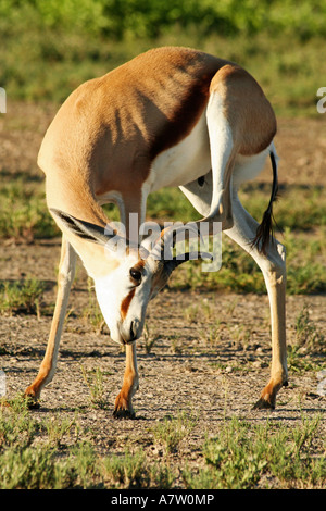 Deer se lisser son siège en forêt, Etosha National Park, Namibie Banque D'Images