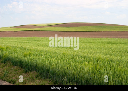 Champs de blé d'hiver sont vus dans la Palouse dans l'est du Washington Banque D'Images