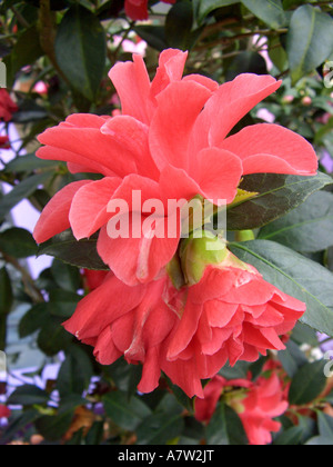 Camélia japonais, le cultivar (Camellia 'Freedom Bell', Camellia Camellia japonica, Bell liberté liberté Bell, Camellia x william Banque D'Images