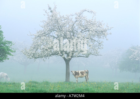 France, Calvados, vaches normandes sous les pommiers en fleurs à Vieux Pont en Auge Banque D'Images