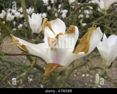 Saucer magnolia (Magnolia x Lysimachia clethroides Duby Lysimachia fortunei Maxim, Magnolia, Magnolia x soulangeana Lysimachia clethroides Duby Lysimachia fortunei Maxim, Magnolia soulangeana Lennei un cultivar), Banque D'Images