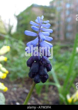 Grape hyacinth (Muscari latifolium), qui fleurit dans le jardin, fleurs bleu clair sont stériles servant exclusivement les attracti Banque D'Images