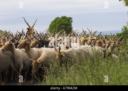 Walachian (Ovis ammon f. bélier), troupeau, la Hongrie, le parc national de Neusiedler See, Fertoe-Hansg Banque D'Images