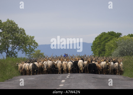 Walachian (Ovis ammon f. bélier), troupeau, la Hongrie, le parc national de Neusiedler See, Fertoe-Hansg Banque D'Images