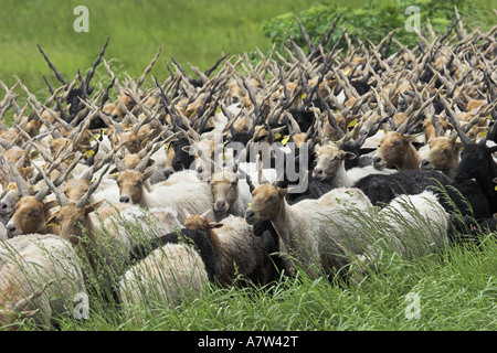 Walachian (Ovis ammon f. bélier), troupeau, la Hongrie, le parc national de Neusiedler See, Fertoe-Hansg Banque D'Images