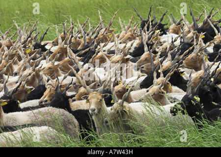 Walachian (Ovis ammon f. bélier), troupeau, la Hongrie, le parc national de Neusiedler See, Fertoe-Hansg Banque D'Images