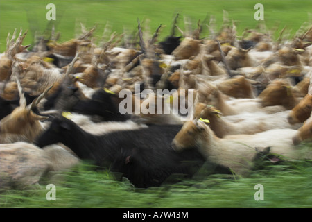 Walachian (Ovis ammon f. bélier), troupeau, blurred motion, la Hongrie, le parc national de Neusiedler See, Fertoe-Hansg Banque D'Images