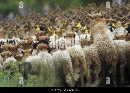 Walachian (Ovis ammon f. bélier), troupeau, vue arrière, la Hongrie, le parc national de Neusiedler See, Fertoe-Hansg Banque D'Images