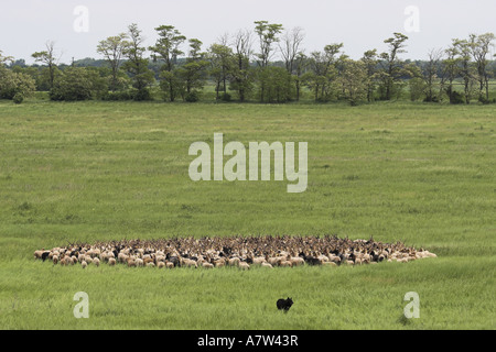 Walachian (Ovis ammon f. bélier), troupeau en paysage, la Hongrie, le parc national de Neusiedler See, Fertoe-Hansg Banque D'Images