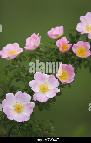 Dog rose (rosa canina), les fleurs, l'Autriche, Burgenland, NP Lac- Seewinkel Banque D'Images