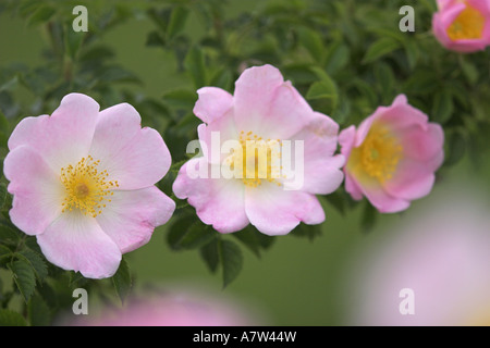 Dog rose (rosa canina), les fleurs, l'Autriche, Burgenland, NP Neusiedler See-Seewinkel Banque D'Images