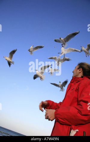 Mouette rieuse (Larus ridibundus), femme nourrit les mouettes à la plage, l'Allemagne, Ruegen Banque D'Images