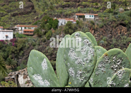 Les poux de la cochenille (Dactylopius teinture, Coccus cacti Coccus), l'île de La Gomera, Canary Islands, Spain, Europe Banque D'Images