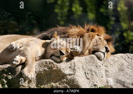 Les lions du zoo Hellabrun, couchage, Munich, Haute-Bavière, Bavière, Allemagne Banque D'Images