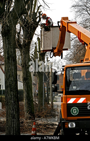 Travailleur sur une plateforme de levage, scier les branches Banque D'Images