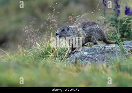 Marmotte des Alpes (Marmota marmota) jeune marmot debout sur rock Banque D'Images