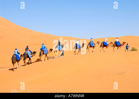 Groupe de touristes, des promenades en chameau l'un après l'autre sur une sanddune Erg Chebbi Merzouga Maroc Banque D'Images