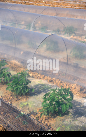 Israël Mer Morte Qumrân agriculture watermelon croissant dans sol sablonneux à travers champ et sous des bâches en plastique pour le capt Banque D'Images