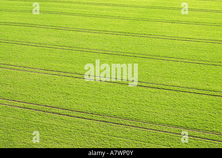 Les voies d'un tracteur dans les champs de blé d'hiver Banque D'Images