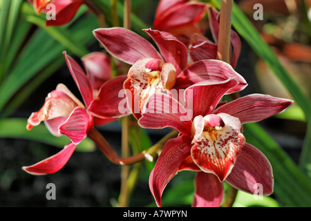 (Orchidée cymbidium), Funchal, Madeira, Portugal Banque D'Images