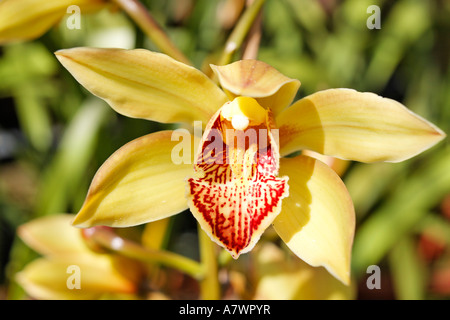 (Orchidée cymbidium), Funchal, Madeira, Portugal Banque D'Images