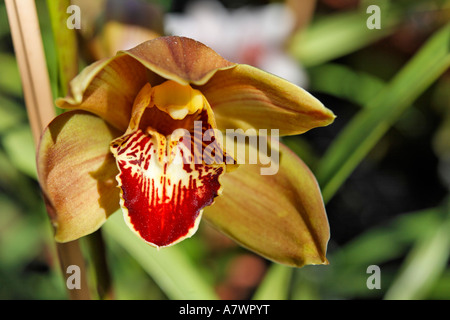 (Orchidée cymbidium), Funchal, Madeira, Portugal Banque D'Images