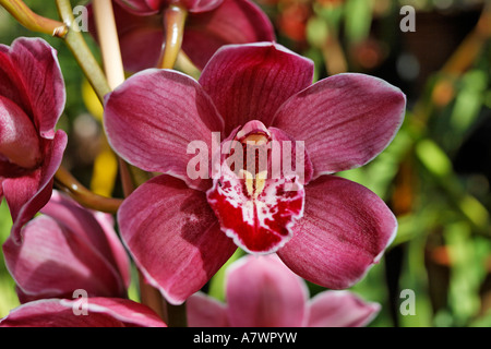 (Orchidée cymbidium), Funchal, Madeira, Portugal Banque D'Images