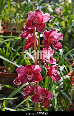 (Orchidée cymbidium), Funchal, Madeira, Portugal Banque D'Images