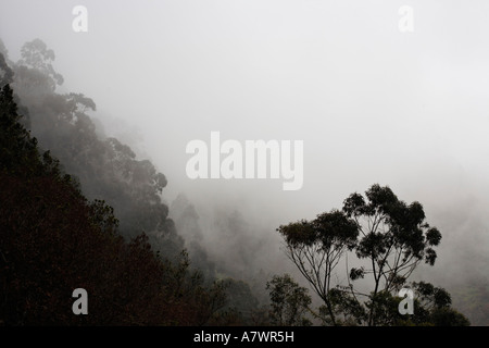 Forêt d'eucalyptus dans le brouillard, le Centre Levada da da Ribeira da Janela, Madeira, Portugal Banque D'Images