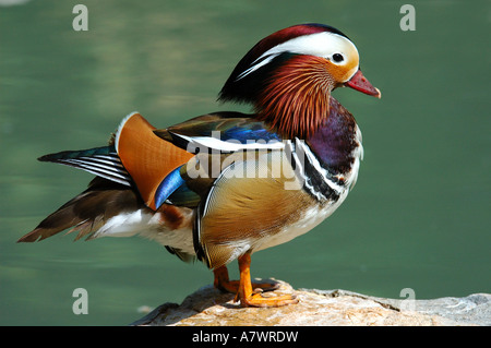 Homme Canard Mandarin Aix galericulata , Banque D'Images