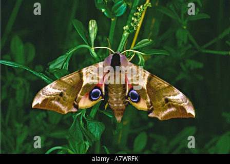 Eyed Hawk-Moth Smerinthus ocellata, Banque D'Images