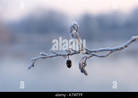 Frosty Alder Twig sur un matin d'hiver Banque D'Images