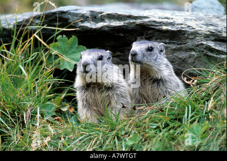 Marmotte des Alpes (Marmota marmota) deux jeunes, juvelines émergeant de terrier. Banque D'Images