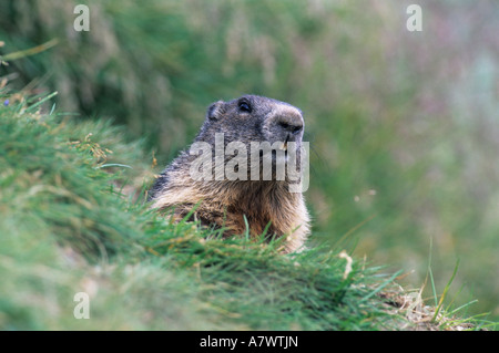 Marmotte des Alpes (Marmota marmota) adulte sortant de terrier. Banque D'Images