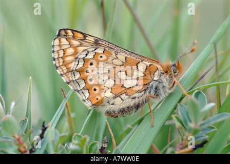 Marsh Fritillary papillon sur un Welsh Heath Banque D'Images