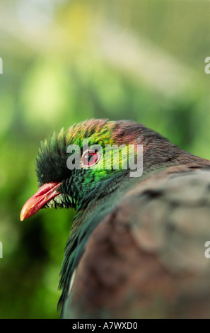 Close up of native Nouvelle Zélande Hemiphaga novaeseelandiae Pigeon Bois Banque D'Images