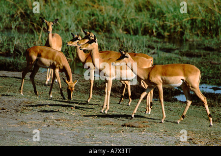 L'Afrique, Botswana, Chobe National Park, la réserve sauvage de Linyanti. Le visionnement de jeu dans la zone de Savuti du Linyanti Wildlife Reserve. Banque D'Images