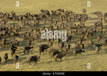 Troupeau de bisons dans un groupe serré après avoir dormi dans l'espoir qu'il sera alors trop chaud pour les lions à suivre et les chasser Banque D'Images