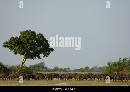 Troupeau de bisons dans un groupe serré après avoir dormi dans l'espoir qu'il sera alors trop chaud pour les lions à suivre et les chasser Banque D'Images