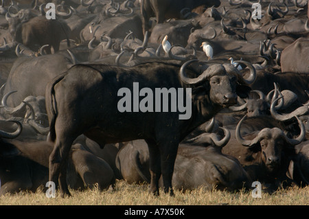 Troupeau de bisons dans un groupe serré après avoir dormi dans l'espoir qu'il sera alors trop chaud pour les lions à suivre et les chasser Banque D'Images