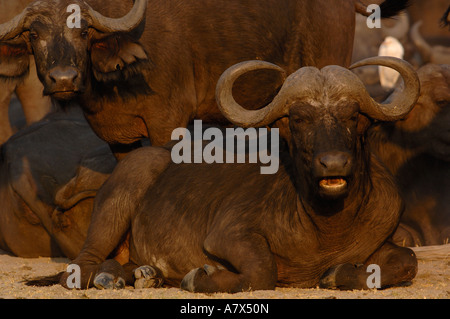 Troupeau de bisons dans un groupe serré après avoir dormi dans l'espoir qu'il sera alors trop chaud pour les lions à suivre et les chasser Banque D'Images