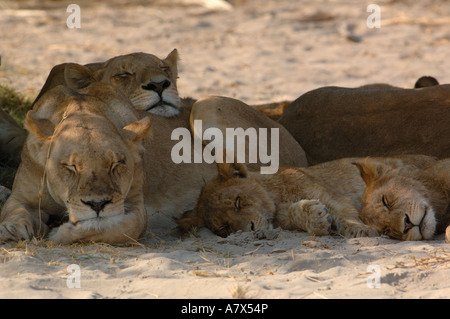 Troupe de lions se reposant dans l'ombre pendant la chaleur du jour. Mombo domaine. Chef's Island. Delta de l'Okavango. BOTSWANA Banque D'Images