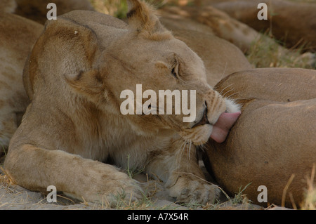 Troupe de lions se reposant dans l'ombre pendant la chaleur du jour. Mombo domaine. Chef's Island. Delta de l'Okavango. BOTSWANA Banque D'Images