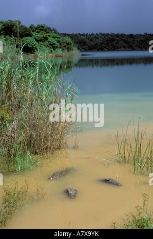 L'Afrique, Madagascar, Ambilobe, lac sacré. Les crocodiles du Nil (Crocodylus niloticus) Banque D'Images
