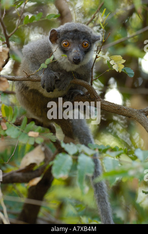 Lémurien Eulemur mongoz Mongoose (femelle). La Réserve Ankarafantsika, dans l'ouest de la forêt de feuillus. MADAGASCAR. Banque D'Images