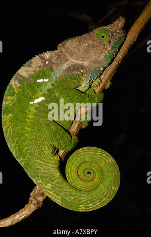 POSITION DE SOMMEIL NOCTURNE caméléon Oshaughnessyi forêts de l'est du Parc National d'Andohahela à Zafimaniry. MADAGASCAR. Banque D'Images