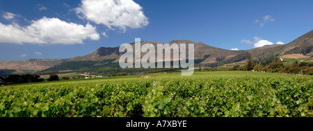 Vignobles de la Groot Constantia wine estate à Cape Town avec Elephant's Eye mountain en arrière-plan. Banque D'Images