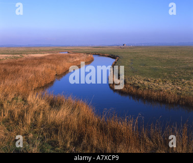 Elmley Marais. Fossé roselière du marais de pâturage à l'île de Sheppy Février Kent Banque D'Images