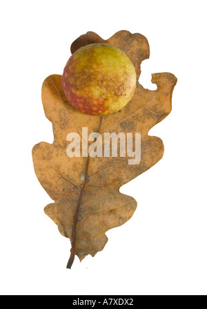 Apple chêne Gall d'espèces d'insectes Biorrhiza rubi Surrey England Décembre Banque D'Images